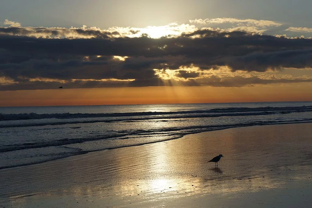 New Smyrna Beach Best Beach in Florida